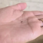 Extensiones de pestañas con espacios visibles por la pérdida de algunas extensiones